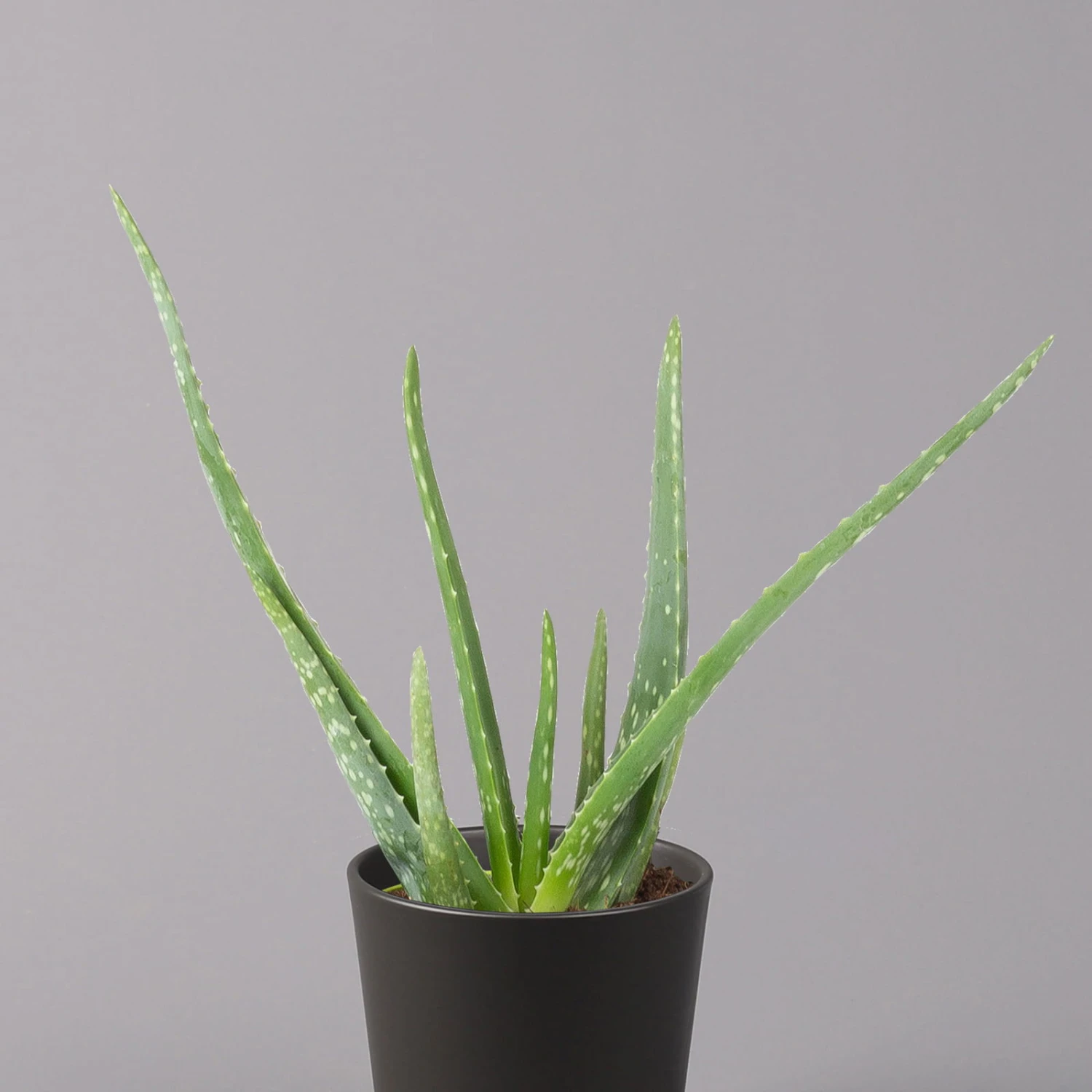 Aloe Vera Mit Keramiktopf Anthrazit, Topf-Ø 12 Cm, Höhe Ca. 20-35 Cm, 3er-Set 3 Aloe Vera Mit Keramiktopf Anthrazit, Topf-Ø 12 Cm, Höhe Ca. 20-35 Cm, 3er-Set – Bild 3