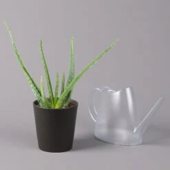 Aloe Vera Mit Keramiktopf Anthrazit, Topf-Ø 12 Cm, Höhe Ca. 20-35 Cm, 3er-Set 11 Aloe Vera Mit Keramiktopf Anthrazit, Topf-Ø 12 Cm, Höhe Ca. 20-35 Cm, 3er-Set -Naturgrün Verkaufsgeschäft 0250103027 Aloe vera Dallas anthrazit 3