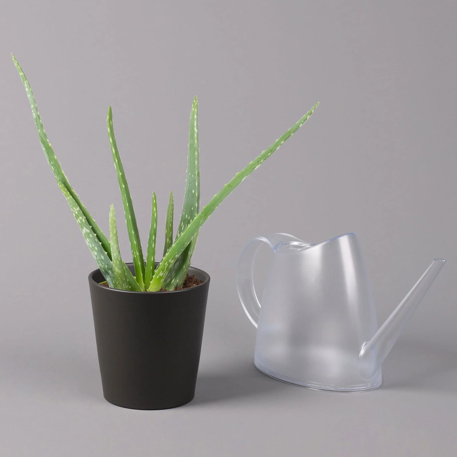 Aloe Vera Mit Keramiktopf Anthrazit, Topf-Ø 12 Cm, Höhe Ca. 20-35 Cm, 3er-Set 4 Aloe Vera Mit Keramiktopf Anthrazit, Topf-Ø 12 Cm, Höhe Ca. 20-35 Cm, 3er-Set – Bild 4