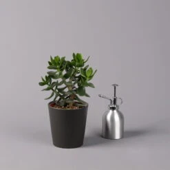 Geldbaum In Keramiktopf Anthrazit, Verschiedene Formen, Topf-Ø 12cm, 3er-Set 26 Geldbaum In Keramiktopf Anthrazit, Verschiedene Formen, Topf-Ø 12cm, 3er-Set -Naturgrün Verkaufsgeschäft 0250103050 Crassula ov Topf Dallas anthrazit 3er Set 10