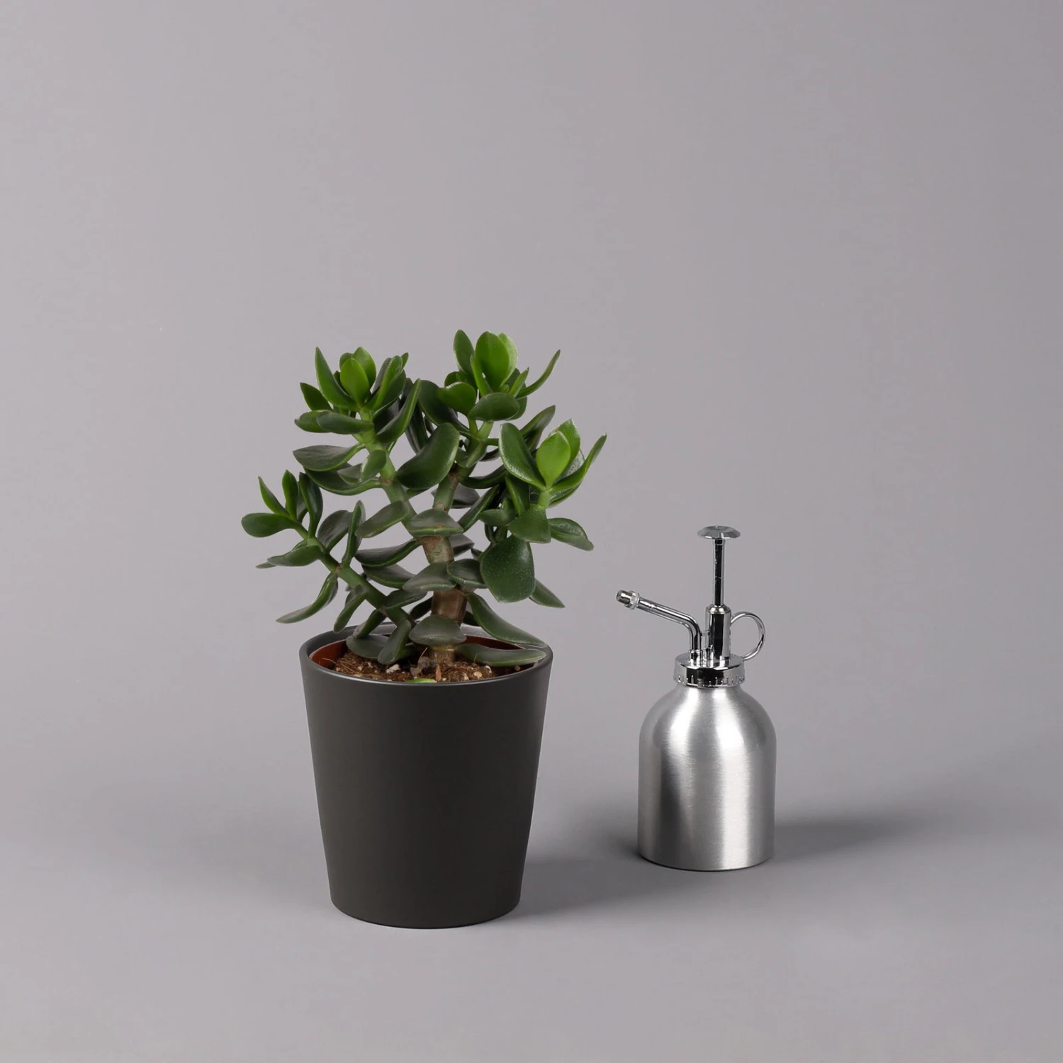 Geldbaum In Keramiktopf Anthrazit, Verschiedene Formen, Topf-Ø 12cm, 3er-Set 12 Geldbaum In Keramiktopf Anthrazit, Verschiedene Formen, Topf-Ø 12cm, 3er-Set – Bild 12