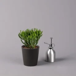 Geldbaum In Keramiktopf Anthrazit, Verschiedene Formen, Topf-Ø 12cm, 3er-Set 18 Geldbaum In Keramiktopf Anthrazit, Verschiedene Formen, Topf-Ø 12cm, 3er-Set -Naturgrün Verkaufsgeschäft 0250103050 Crassula ov Topf Dallas anthrazit 3er Set 4