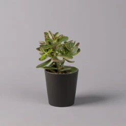 Geldbaum In Keramiktopf Anthrazit, Verschiedene Formen, Topf-Ø 12cm, 3er-Set 20 Geldbaum In Keramiktopf Anthrazit, Verschiedene Formen, Topf-Ø 12cm, 3er-Set -Naturgrün Verkaufsgeschäft 0250103050 Crassula ov Topf Dallas anthrazit 3er Set 5