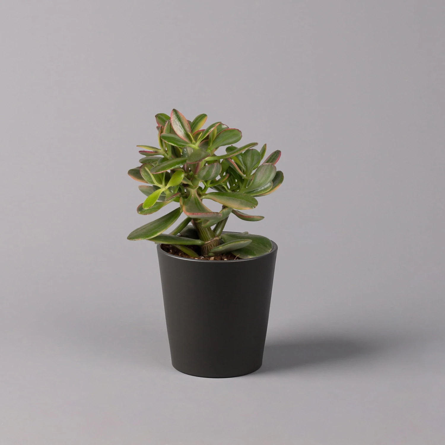 Geldbaum In Keramiktopf Anthrazit, Verschiedene Formen, Topf-Ø 12cm, 3er-Set 6 Geldbaum In Keramiktopf Anthrazit, Verschiedene Formen, Topf-Ø 12cm, 3er-Set – Bild 6