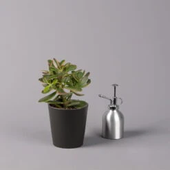 Geldbaum In Keramiktopf Anthrazit, Verschiedene Formen, Topf-Ø 12cm, 3er-Set 22 Geldbaum In Keramiktopf Anthrazit, Verschiedene Formen, Topf-Ø 12cm, 3er-Set -Naturgrün Verkaufsgeschäft 0250103050 Crassula ov Topf Dallas anthrazit 3er Set 7