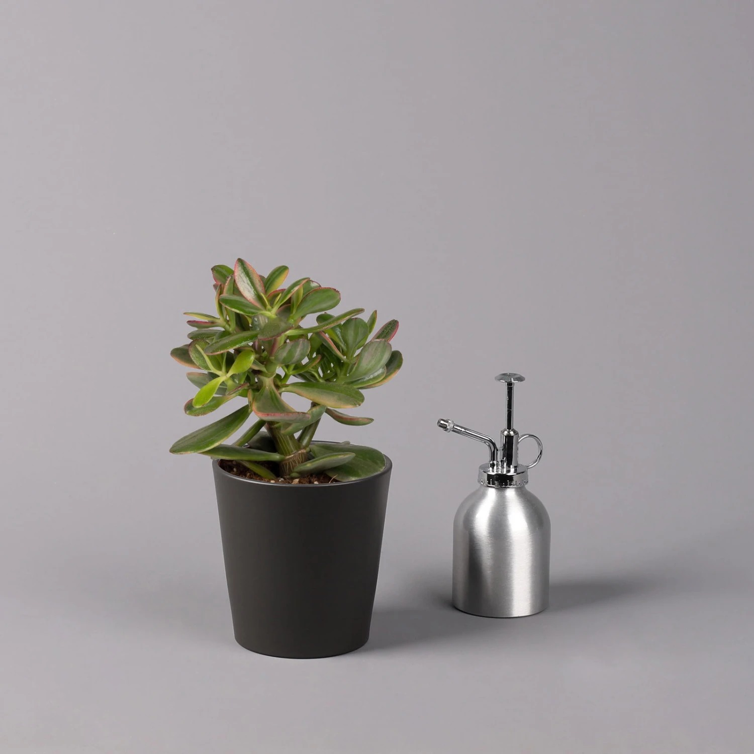 Geldbaum In Keramiktopf Anthrazit, Verschiedene Formen, Topf-Ø 12cm, 3er-Set 8 Geldbaum In Keramiktopf Anthrazit, Verschiedene Formen, Topf-Ø 12cm, 3er-Set – Bild 8