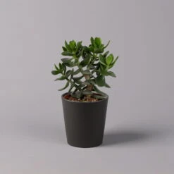 Geldbaum In Keramiktopf Anthrazit, Verschiedene Formen, Topf-Ø 12cm, 3er-Set 24 Geldbaum In Keramiktopf Anthrazit, Verschiedene Formen, Topf-Ø 12cm, 3er-Set -Naturgrün Verkaufsgeschäft 0250103050 Crassula ov Topf Dallas anthrazit 3er Set 8