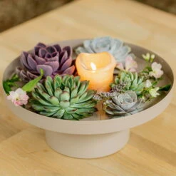 Schnittecheverien-Mix, Ø 16 Cm, 2er-Set -Naturgrün Verkaufsgeschäft 0250103364 Echeveria Mix 7 10cm in DIY Box 4 117171 3