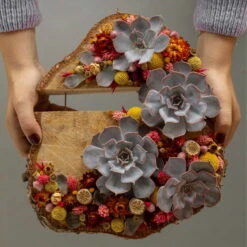 Schnittecheverien-Mix, Ø 8 Cm, 8er-Set -Naturgrün Verkaufsgeschäft 0250103364 Echeveria Mix 7 10cm in DIY Box 6 117174 4