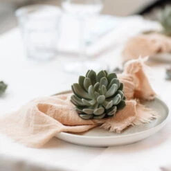 Schnittecheverien-Mix, Ø 8 Cm, 8er-Set -Naturgrün Verkaufsgeschäft 0250103364 Echeveria Mix 7 10cm in DIY Box 7 117173 4