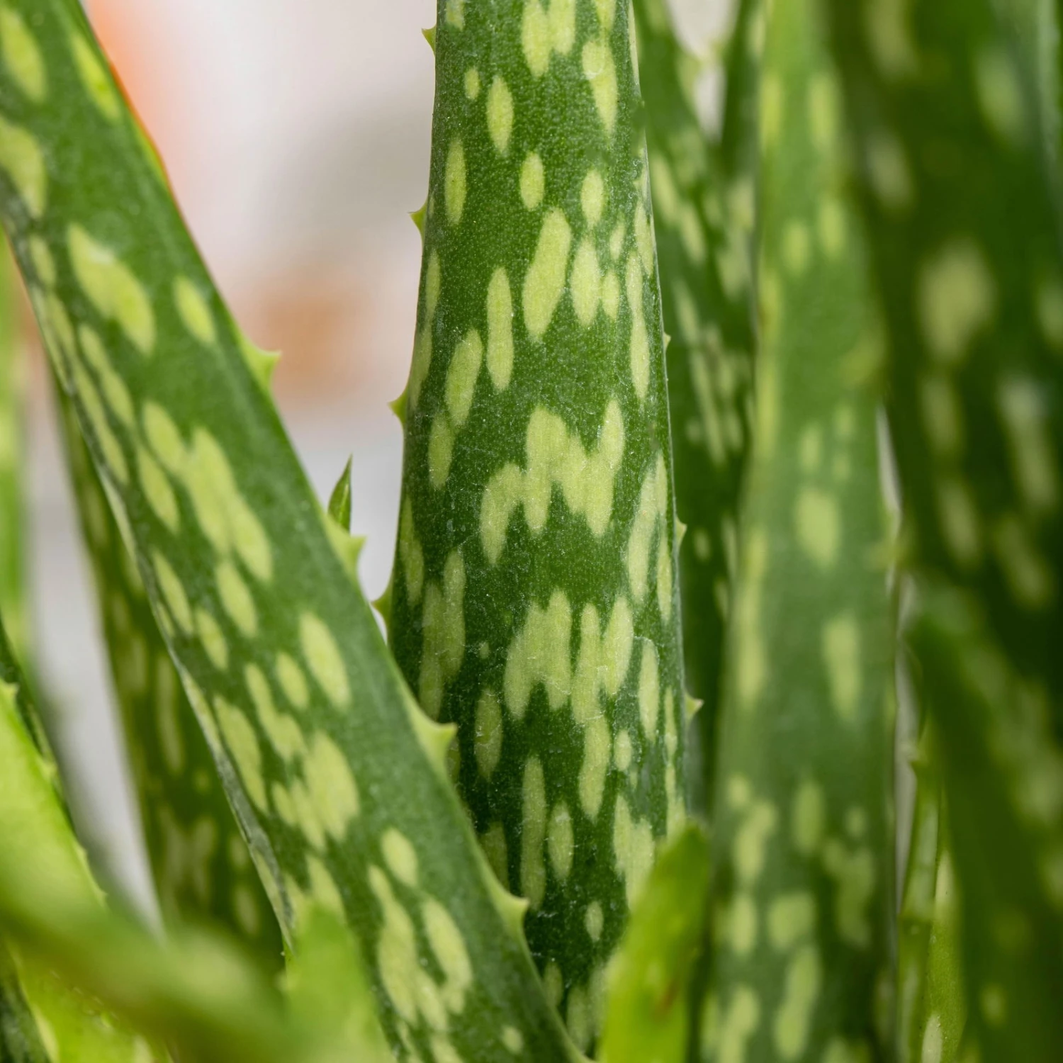 Aloe Vera In Übertopf Vibes Rosa, Topf-Ø 12 Cm, Höhe Ca. 35 Cm, 2er-Set 2 Aloe Vera In Übertopf Vibes Rosa, Topf-Ø 12 Cm, Höhe Ca. 35 Cm, 2er-Set – Bild 2