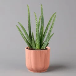 Aloe Vera In Übertopf Vibes Rosa, Topf-Ø 12 Cm, Höhe Ca. 35 Cm, 2er-Set 9 Aloe Vera In Übertopf Vibes Rosa, Topf-Ø 12 Cm, Höhe Ca. 35 Cm, 2er-Set -Naturgrün Verkaufsgeschäft 0250103387 aloe vera in uebertopf rosa 2er Set Elho Vibes 124893
