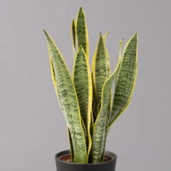 Bogenhanf In Keramiktopf Anthrazit, Topf-Ø 12 Cm, Höhe Ca. 35-45 Cm, 3er-Set -Naturgrün Verkaufsgeschäft 0250200718 Sansev Laurentii Dallas anthrazit 2