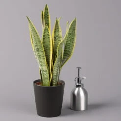 Bogenhanf In Keramiktopf Anthrazit, Topf-Ø 12 Cm, Höhe Ca. 35-45 Cm, 3er-Set -Naturgrün Verkaufsgeschäft 0250200718 Sansev Laurentii Dallas anthrazit 3