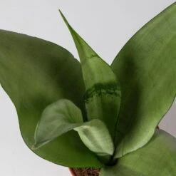 Bogenhanf 'Moonshine' In Übertopf Vibes Rosa, Topf-Ø 12 Cm, Höhe Ca. 45 Cm -Naturgrün Verkaufsgeschäft 0250200807 0250200808 0250200809 sansevieria moonshine T12 1 2 123611