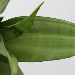 Bogenhanf 'Moonshine' In Übertopf Vibes Rosa, Topf-Ø 12 Cm, Höhe Ca. 45 Cm -Naturgrün Verkaufsgeschäft 0250200807 0250200808 0250200809 sansevieria moonshine T12 1 3 123610