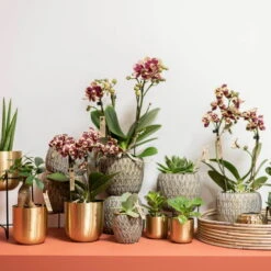 Phalaenopsis, Gesprenkelte Sorten, 3 Rispen, Topf-Ø 9 Cm, Höhe Ca. 30 Cm 8 Phalaenopsis, Gesprenkelte Sorten, 3 Rispen, Topf-Ø 9 Cm, Höhe Ca. 30 Cm -Naturgrün Verkaufsgeschäft 0290100047