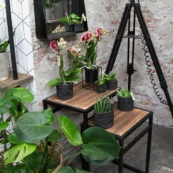 Phalaenopsis, Gesprenkelte Sorten, 3 Rispen, Topf-Ø 9 Cm, Höhe Ca. 30 Cm 9 Phalaenopsis, Gesprenkelte Sorten, 3 Rispen, Topf-Ø 9 Cm, Höhe Ca. 30 Cm -Naturgrün Verkaufsgeschäft 0290100047 Phalaenopsis 3R gesprenkelt 9 cm T H 30 cm