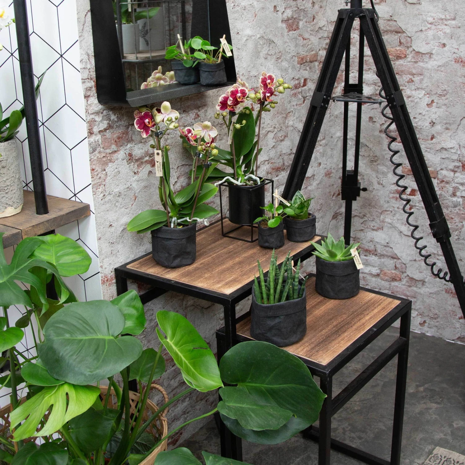 Phalaenopsis, Gesprenkelte Sorten, 3 Rispen, Topf-Ø 9 Cm, Höhe Ca. 30 Cm 4 Phalaenopsis, Gesprenkelte Sorten, 3 Rispen, Topf-Ø 9 Cm, Höhe Ca. 30 Cm – Bild 4