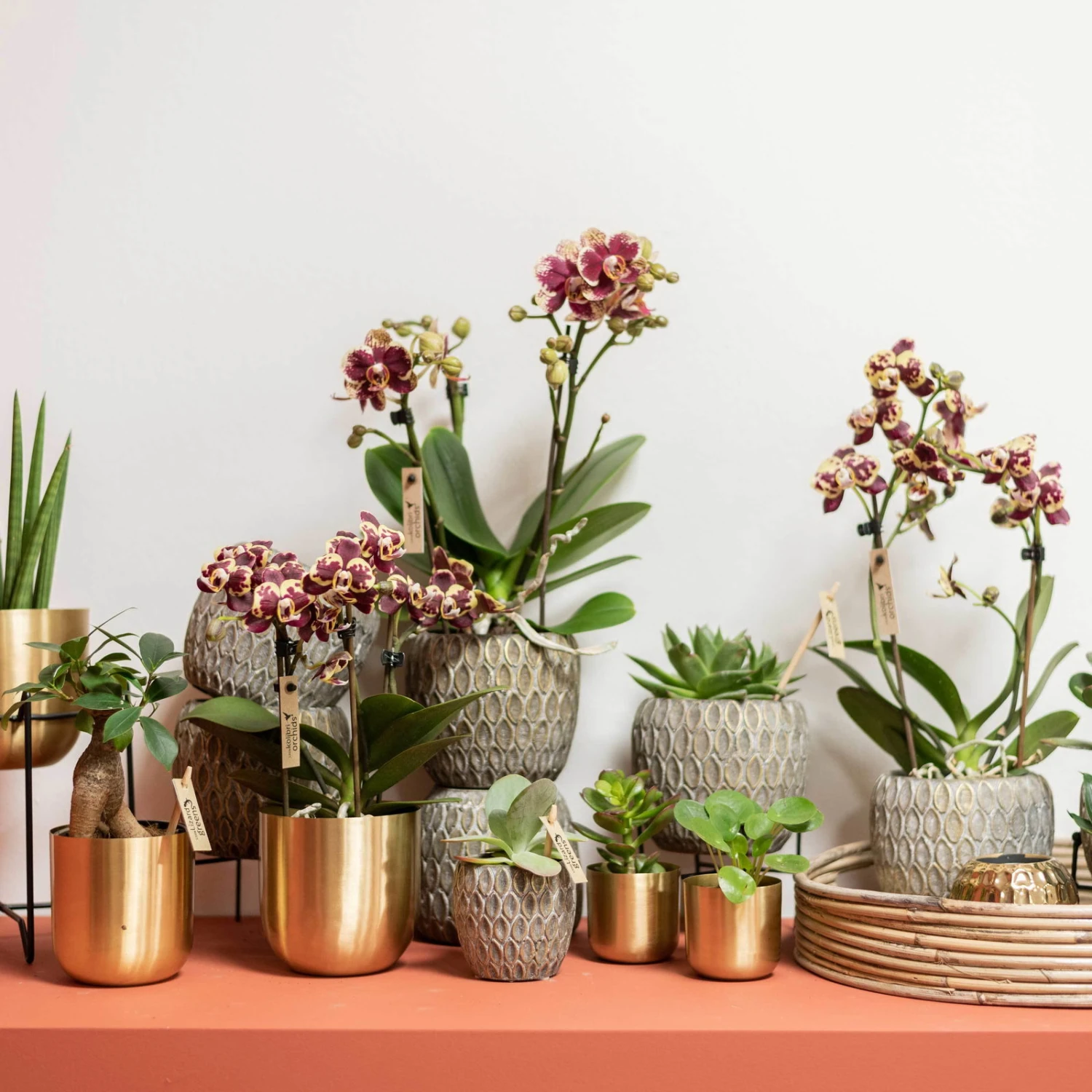 Phalaenopsis, Gesprenkelte Sorten, 3 Rispen, Topf-Ø 9 Cm, Höhe Ca. 30 Cm 3 Phalaenopsis, Gesprenkelte Sorten, 3 Rispen, Topf-Ø 9 Cm, Höhe Ca. 30 Cm – Bild 3