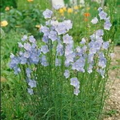 Bio Pfirsichblättrige Glockenblume Blau, Topf-Ø 11 Cm, 3er-Set -Naturgrün Verkaufsgeschäft 0310100127 Campanula persicifolia blau Koelle 11 cm Topf blau 44385