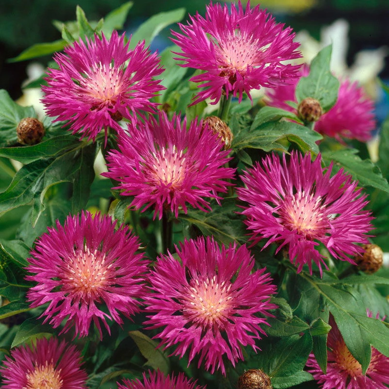 Flockenblume, 3er-Set, Centaurea Dealbata, Rosa, Topf 11 Cm 1 Flockenblume, 3er-Set, Centaurea Dealbata, Rosa, Topf 11 Cm