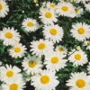 Bio Leucanthemum 'Silberprinzesschen' Weiß, Topf-Ø 11 Cm, 3er-Set