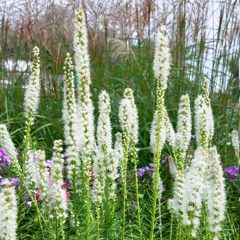 Bio Prachtscharte Weiß, Topf-Ø 11 Cm, 3er-Set 1 Bio Prachtscharte Weiß, Topf-Ø 11 Cm, 3er-Set