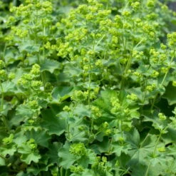 Bio Zwerg-Frauenmantel Grün-gelb, Topf-Ø 9 Cm, 3er-Set -Naturgrün Verkaufsgeschäft 0310102356 Alchemilla erythropoda K lle 9 cm Topf 60046 9446 1 16238