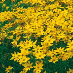 Bio Mädchenauge 'Zagreb' Goldgelb, Topf-Ø 11 Cm, 3er-Set -Naturgrün Verkaufsgeschäft 0310104376 Coreopsis verti Zagreb Koelles Beste 9 11er Topf gelb o 4783