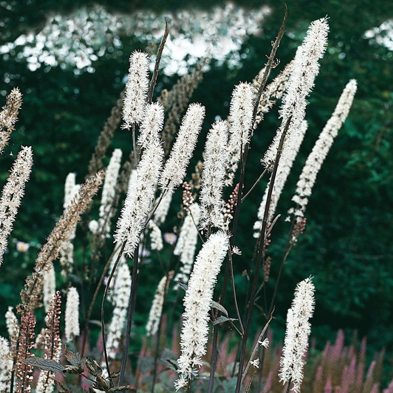 Bio Cimicifuga Ramosa 'Atropurpurea' Weiß, Topf-Ø 11 Cm, 3er-Set 1 Bio Cimicifuga Ramosa 'Atropurpurea' Weiß, Topf-Ø 11 Cm, 3er-Set