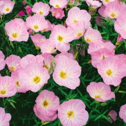 Bio Nachtkerze 'Siskiyou Pink' Rosa, Topf-Ø 11 Cm, 3er-Set 9 Bio Nachtkerze 'Siskiyou Pink' Rosa, Topf-Ø 11 Cm, 3er-Set -Naturgrün Verkaufsgeschäft 0310105848 nachtkerze siskiyou rosa 11 cm topf web 42374