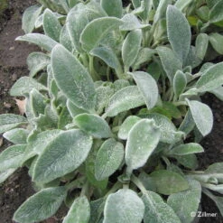 Bio Woll-Ziest 'Silver Carpet' Rosa-violett, Topf-Ø 11 Cm, 3er-Set 10 Bio Woll-Ziest 'Silver Carpet' Rosa-violett, Topf-Ø 11 Cm, 3er-Set -Naturgrün Verkaufsgeschäft 0310106060 Stachys byzantina Silver Carpet Copyright 46510