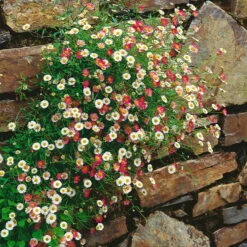 Bio Spanisches Gänseblümchen 'Blütenmeer' Weiß, Topf-Ø 11 Cm, 3er-Set -Naturgrün Verkaufsgeschäft 0310106835 Erigeron karvinskianus 11 cm Topf 44405