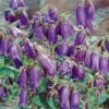 Bio Campanula Punctata 'Kent Belle' Violett, Topf-Ø 11 Cm, 3er-Set