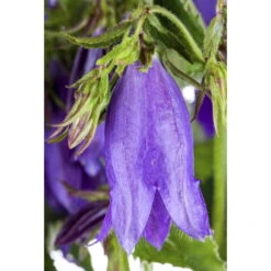 Bio Campanula Punctata 'Sarastro' Rosa, Topf-Ø 11 Cm, 3er-Set -Naturgrün Verkaufsgeschäft 0310106907 Campanula punctata Sarastro Koelle 11 cm Topf dunkelblau 60046 392569 1 55576