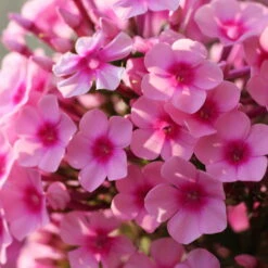 Bio Flammenblume 'Adessa® Rose Eye' Rosa, Topf-Ø 11 Cm, 3er-Set -Naturgrün Verkaufsgeschäft 0310106928 Phlox Adessa Rose Eye Koelle 11cm Topf1 67677
