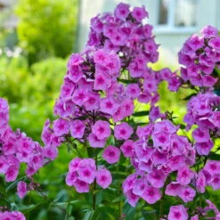 Bio Flammenblume 'Adessa® Rose Eye' Rosa, Topf-Ø 11 Cm, 3er-Set -Naturgrün Verkaufsgeschäft 0310106928 Phlox Adessa Rose Eye Koelle 11cm Topf 67678