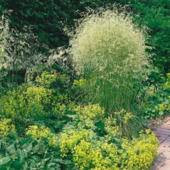 Bio Rasen-Schmiele, Topf-Ø 11 Cm, 3er-Set -Naturgrün Verkaufsgeschäft 0310300023 Deschampsia caespitosa Koelles Beste 9 11er Topf rot 4893