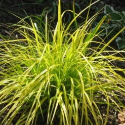 Japansegge 'Everillo' Creme-weiß, Topf-Ø 12 Cm, 3er-Set