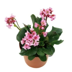 Bio Bergenie 'Rosenkristall' Rosa, Top-Ø 12 Cm, 3er-Set -Naturgrün Verkaufsgeschäft 0310500981 Bergenia Rosenkristall Bluete 46346