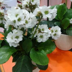 Bio Bergenie 'Schneekristall' Weiß, Topf-Ø 12 Cm, 3er-Set 7 Bio Bergenie 'Schneekristall' Weiß, Topf-Ø 12 Cm, 3er-Set -Naturgrün Verkaufsgeschäft 0310501005 Bergenia cord Schneekristall Koelle 12cm Topf reinweiss 71867