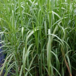 Bio Riesen-Chinaschilf, Topf 5 Liter -Naturgrün Verkaufsgeschäft 0310600462 Miscanthus sin Giganteus Koelle Bio C 5L 3 95736