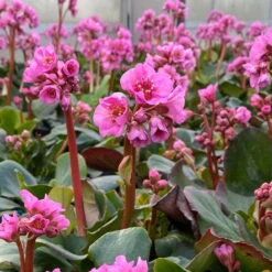 Bio Bergenie 'Rosenkristall' Rosa, Top-Ø 12 Cm, 3er-Set -Naturgrün Verkaufsgeschäft 0319100240 bergenia cord. rosenkristall 6 121725