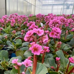 Bio Bergenie 'Rosenkristall' Rosa, Top-Ø 12 Cm, 3er-Set -Naturgrün Verkaufsgeschäft 0319100240 bergenia cord. rosenkristall 7 121724
