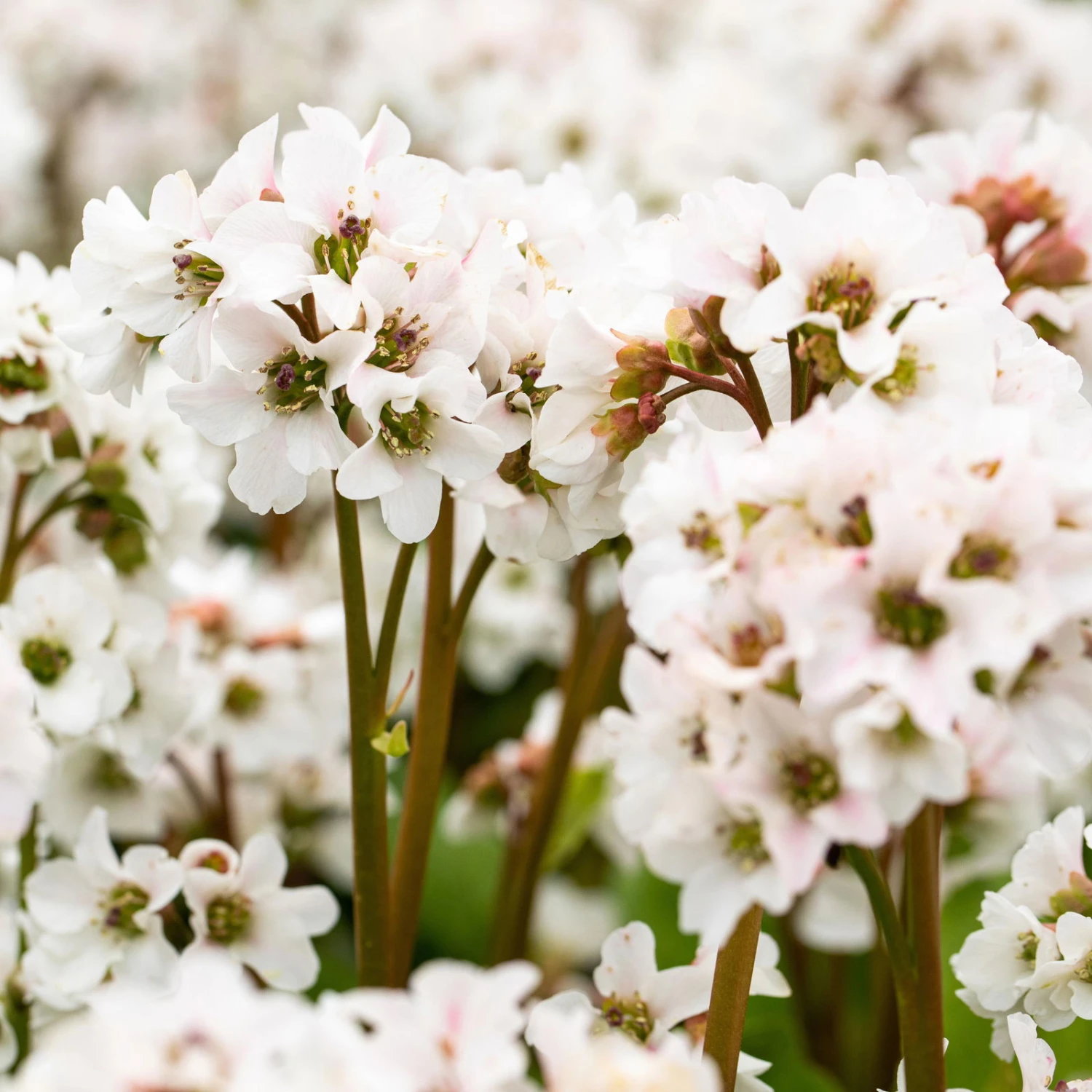 Bio Bergenie 'Schneekristall' Weiß, Topf-Ø 12 Cm, 3er-Set 1 Bio Bergenie 'Schneekristall' Weiß, Topf-Ø 12 Cm, 3er-Set