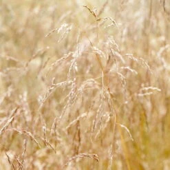 Bio Rasen-Schmiele, Topf-Ø 11 Cm, 3er-Set -Naturgrün Verkaufsgeschäft 0319100300 Deschampsia cespitosa 83083