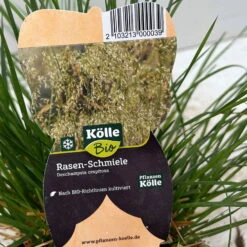 Bio Rasen-Schmiele, Topf-Ø 11 Cm, 3er-Set -Naturgrün Verkaufsgeschäft 0319100300 deschampsia cespitosa 4 124995