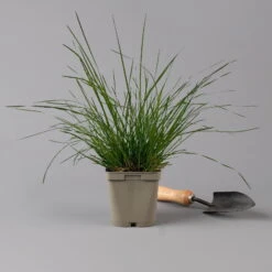 Bio Rasen-Schmiele, Topf-Ø 11 Cm, 3er-Set -Naturgrün Verkaufsgeschäft 0319100300 deschampsia cespitosa2 125686