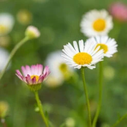 Bio Spanisches Gänseblümchen 'Blütenmeer' Weiß, Topf-Ø 11 Cm, 3er-Set -Naturgrün Verkaufsgeschäft 0319100311 Erigeron karvinsk Bluetenmeer 2 125716